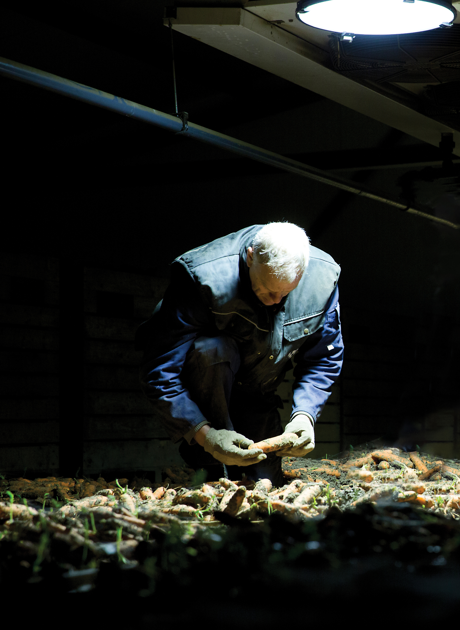 Gebr. De Zeeuw winterpeen in bewaring