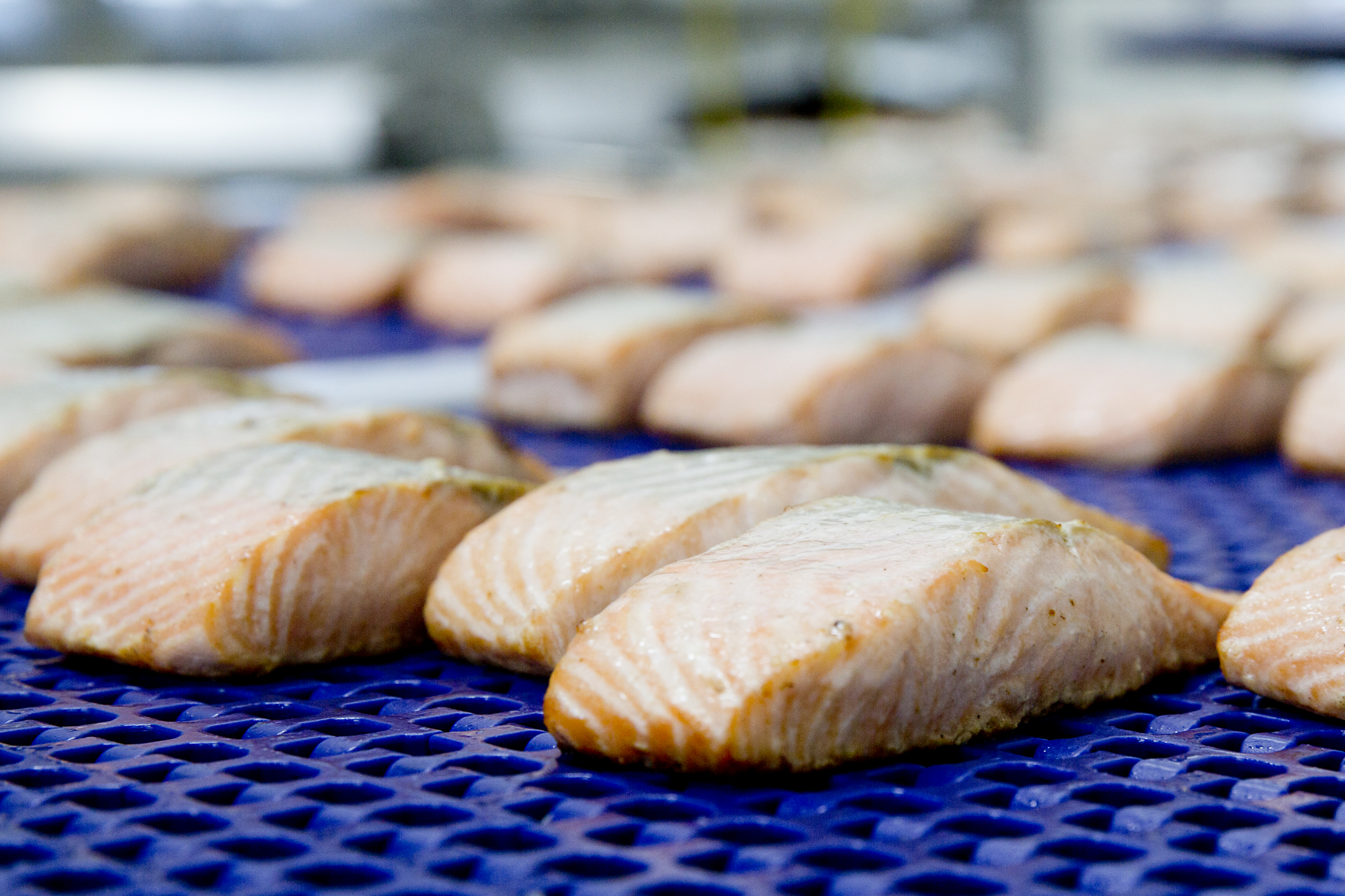 zalm invriezen op band bij rodé vis