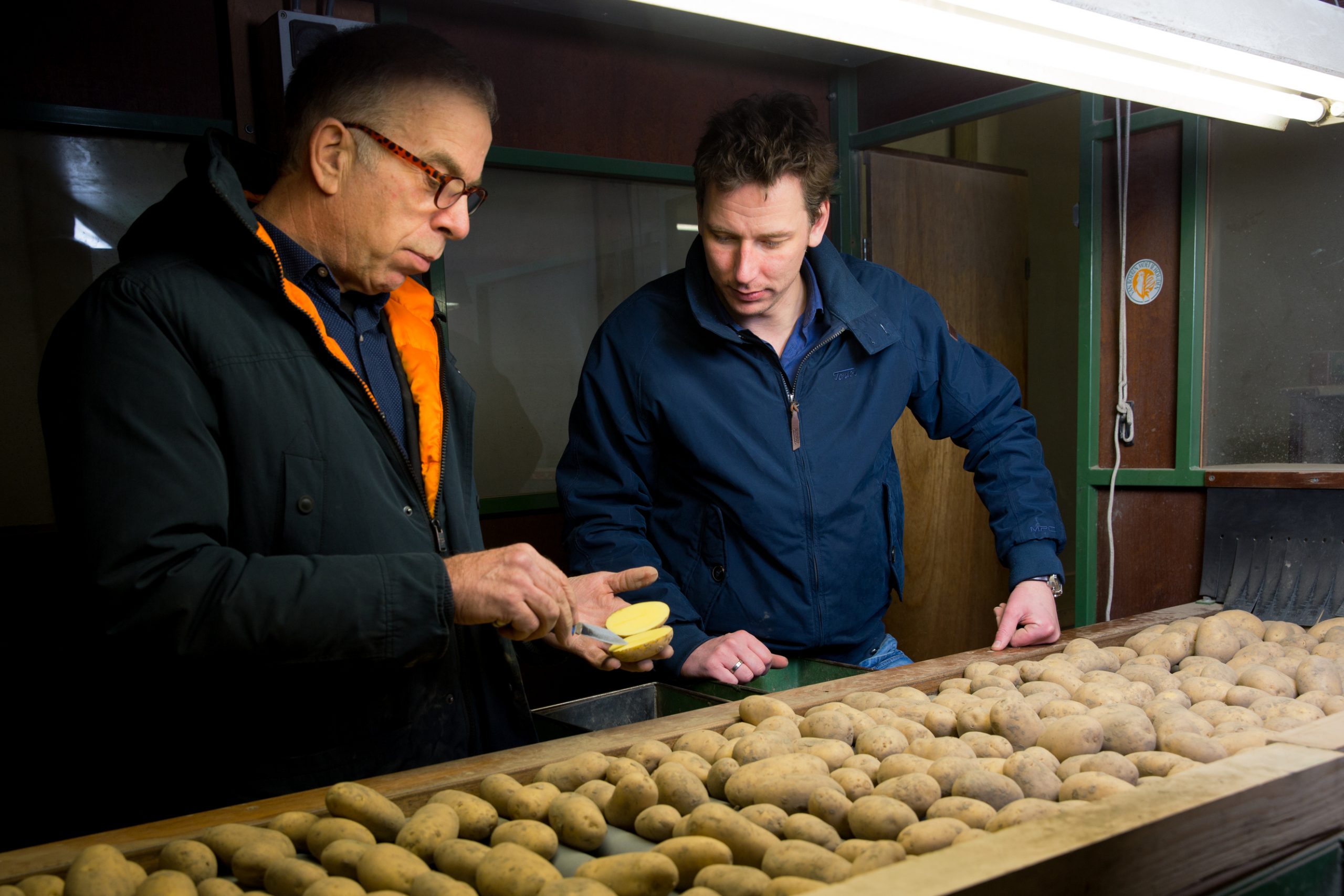 boer de jong bekijkt de kwaliteit van een bewaarde aardappel door hem door te snijden