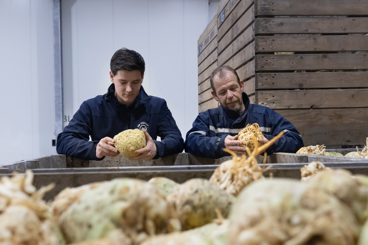 twee mannen bekijken de kwaliteit van een knolselderij die uit de condensdroger komt